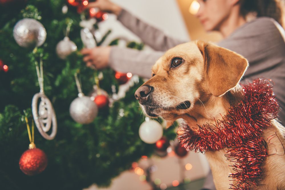 adorable-hound-dog-helps-his-owner-decorate-for-the-holidays