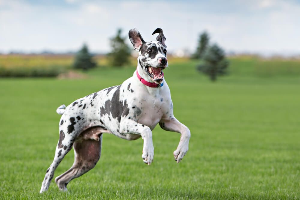 adult-active-great-dane-is-at-risk-for-hip-dysplasia