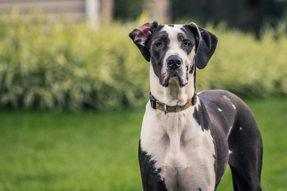 adult-great-dane-poses-outside-on-a-lawn-1