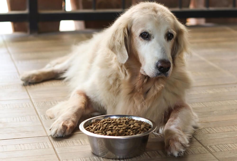 aging-dog-experiences-less-of-an-appetite-