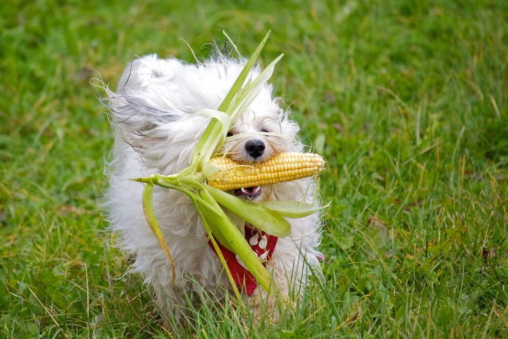 dog-carries-ear-of-corn-in-his-mouth