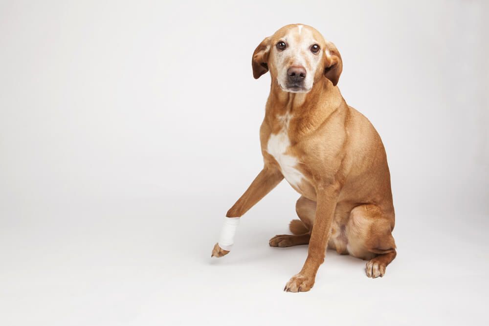dog-experiences-joint-pain-and-requires-medical-attention