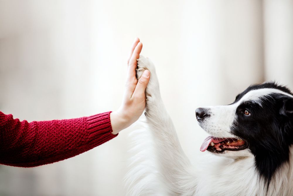dog-high-fives-woman-with-his-paw