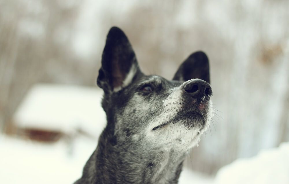 dog-with-big-pointy-ears-out-in-the-snow-1-
