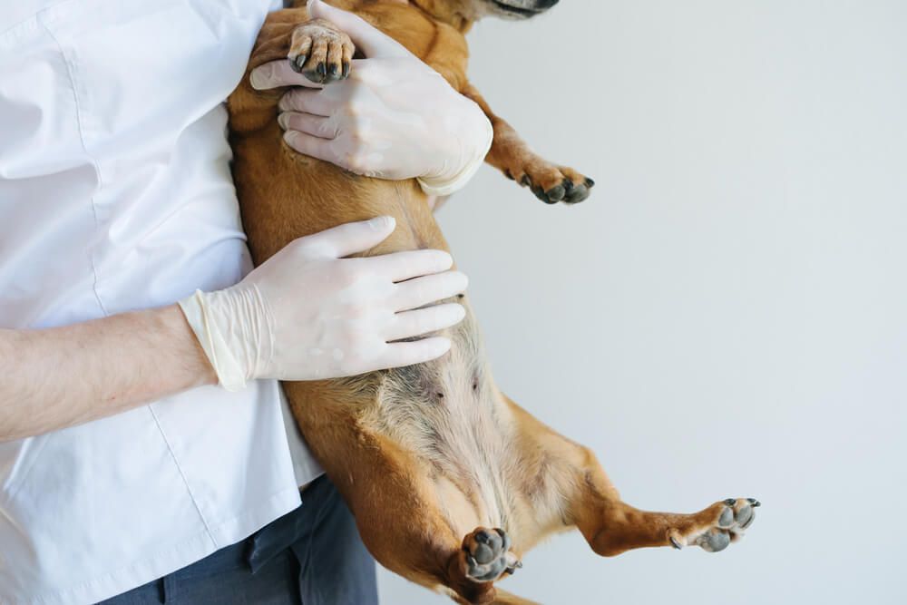 digestive issues in older dogs