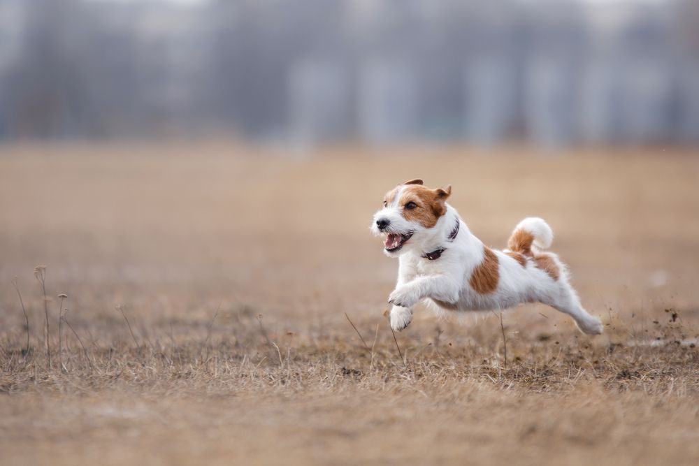 jack-russel-terrier-runs-through-a-field