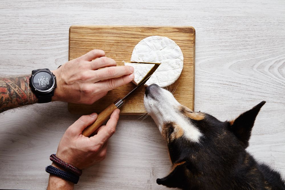 man-cuts-a-slice-of-brie-with-dog