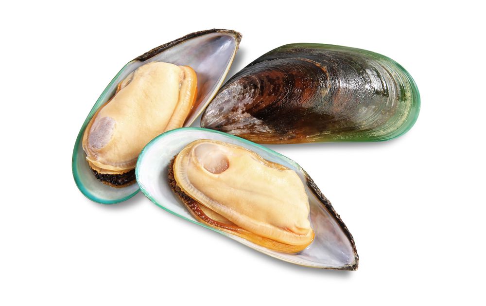 new-zealand-green-lipped-mussel-as-a-source-of-joint-support-for-dogs