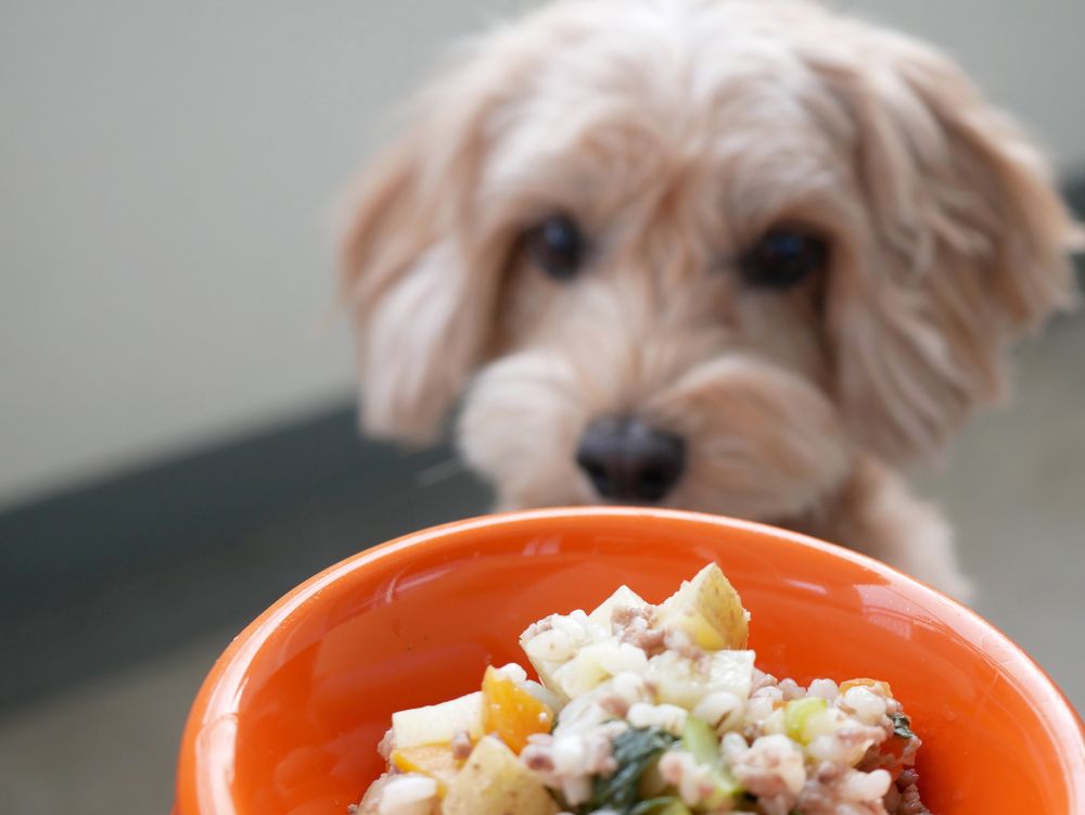 how long will bland diet take to stop diarrhea dogs