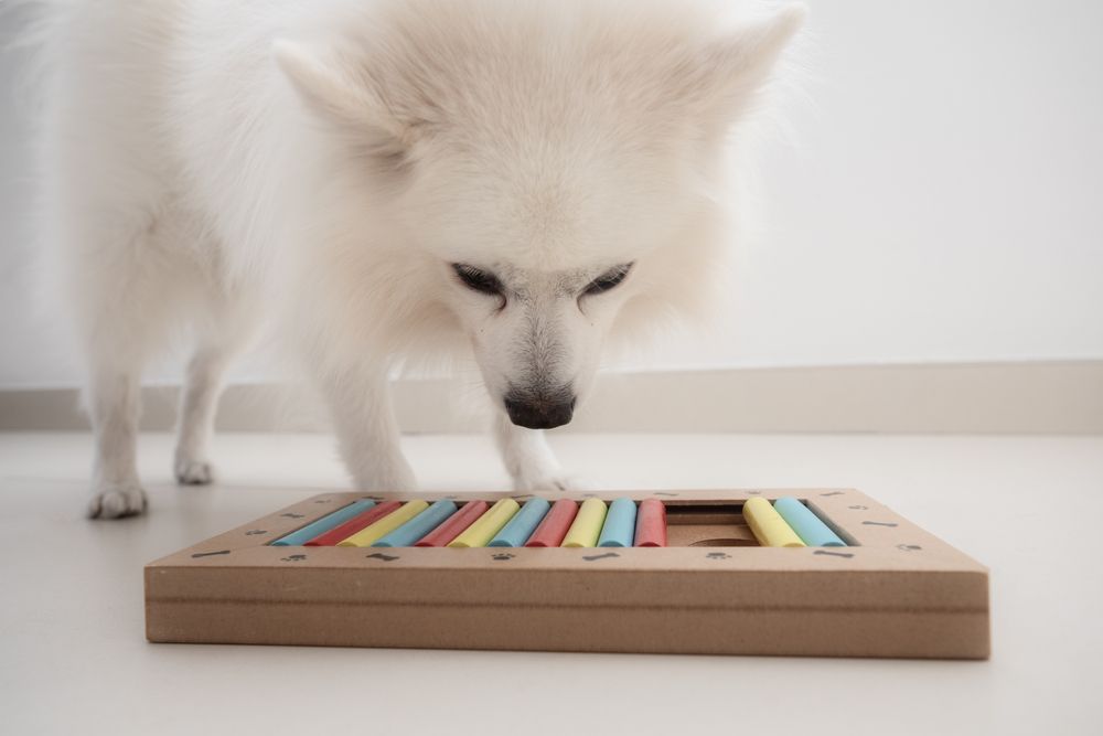 small-white-dog-is-challenged-with-a-treat-puzzle-