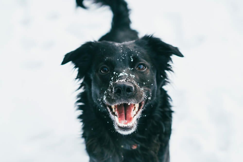 smiling-happy-dog-with-fresh-snow-on-his-nose