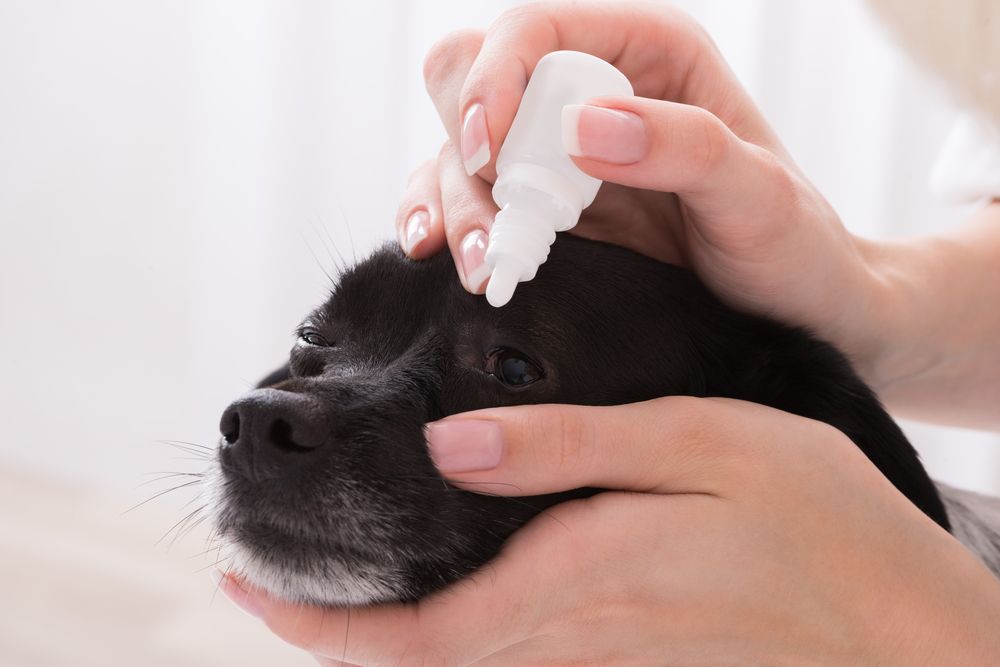 woman-adminsters-eye-drops-to-her-small-dog
