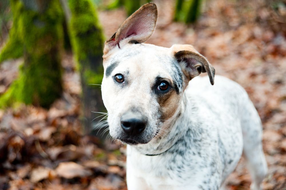 adorable-mixed-breed-dog-out-in-the-woods