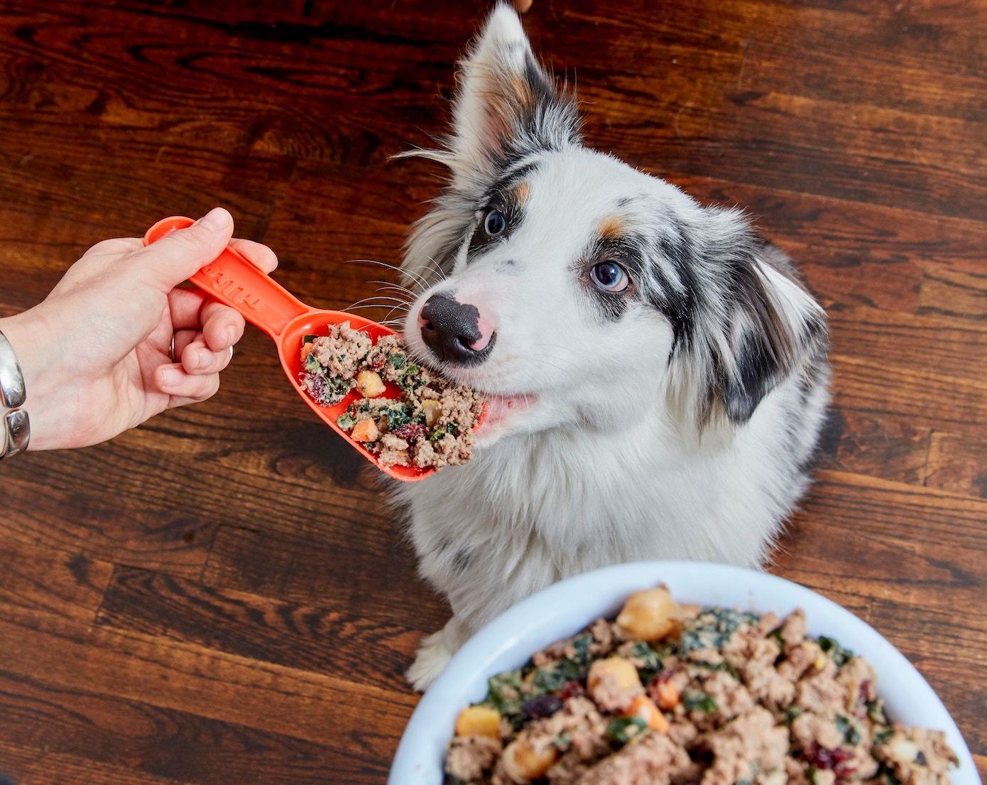 How Do I Tell If My Dog Likes Their Food Ollie Blog