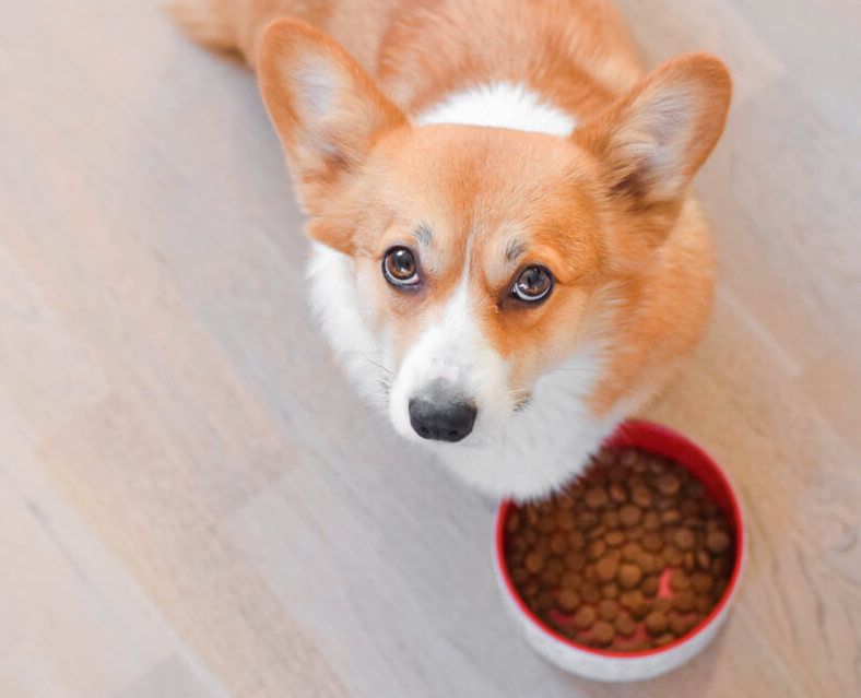 corgi-dog-refuses-to-eat-his-dried-kibble