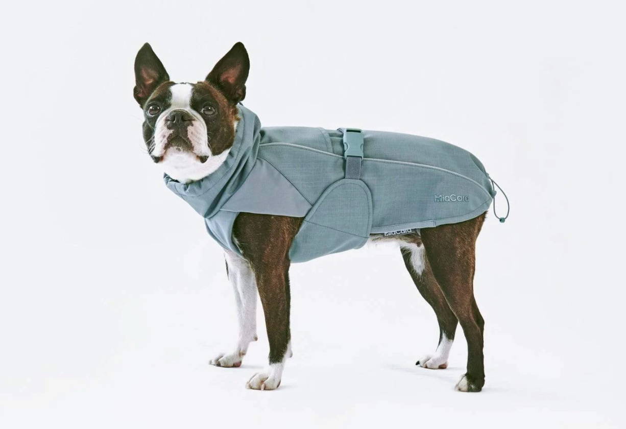 dog-in-fashionable-blue-cold-weather-jacket