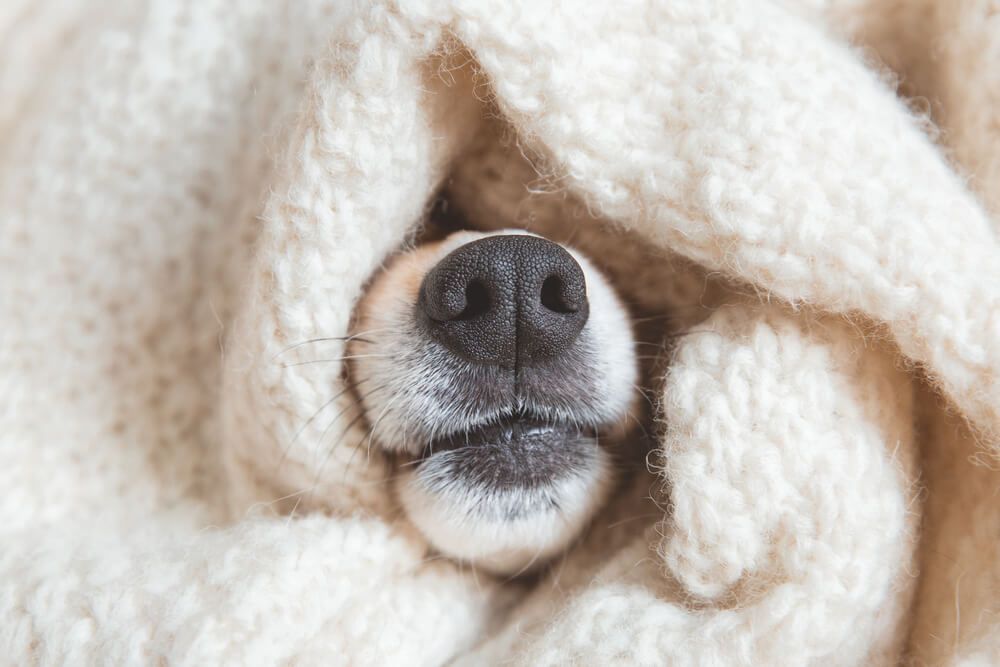 dog-nose-pokes-out-of-pile-of-warm-blankets-1-