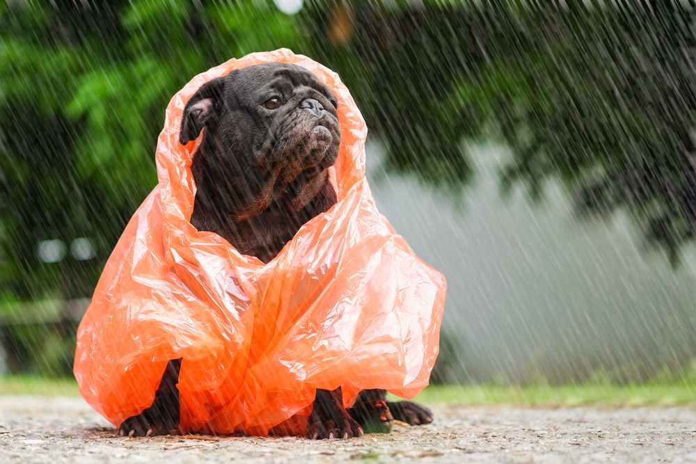 grumpy-french-bulldog-stands-in-the-rain