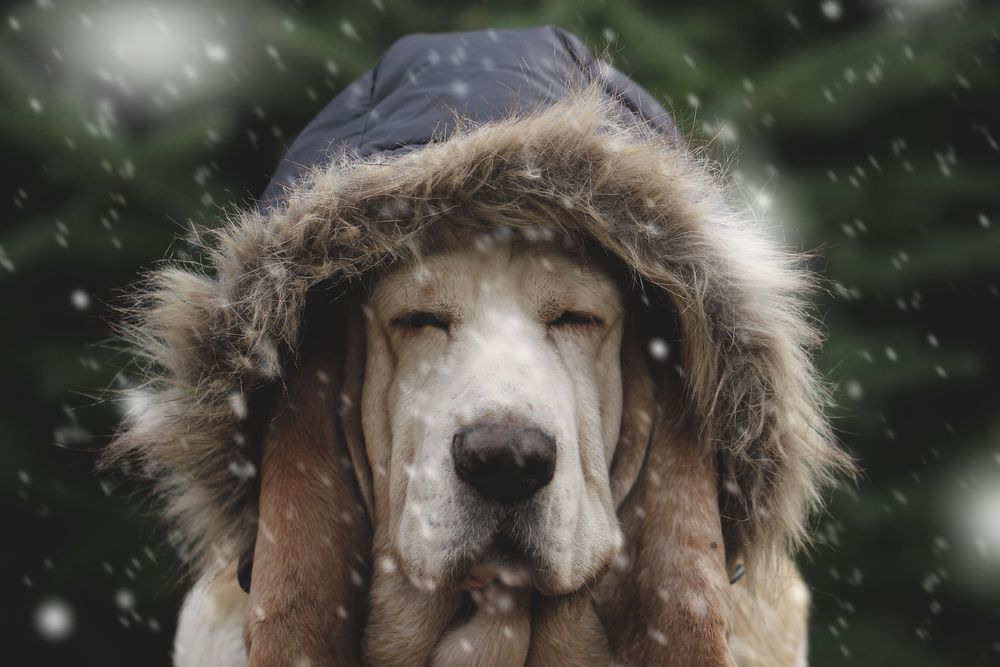 grumpy-hound-in-a-coat-sits-in-snow