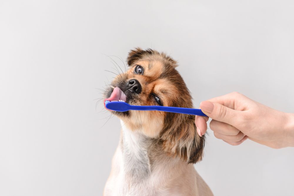 Adorable-dog-gets-her-teeth-brushed-at-home