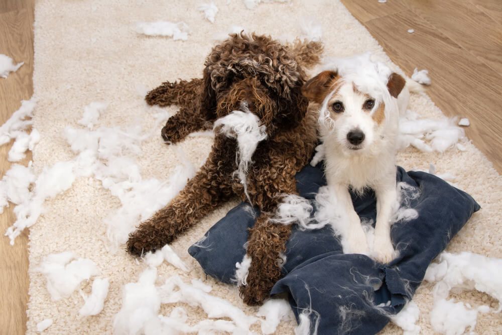 Puppy-Proofing Your Home: 6 Tips to Keep Fido from Running Amok
