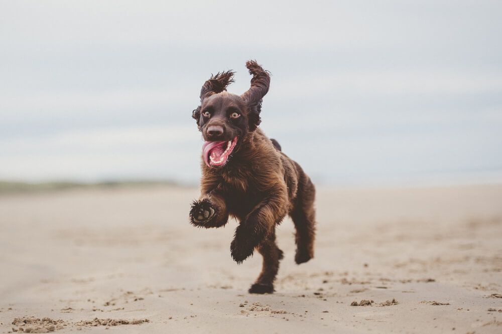 dog-gets-zoomies-on-a-beach