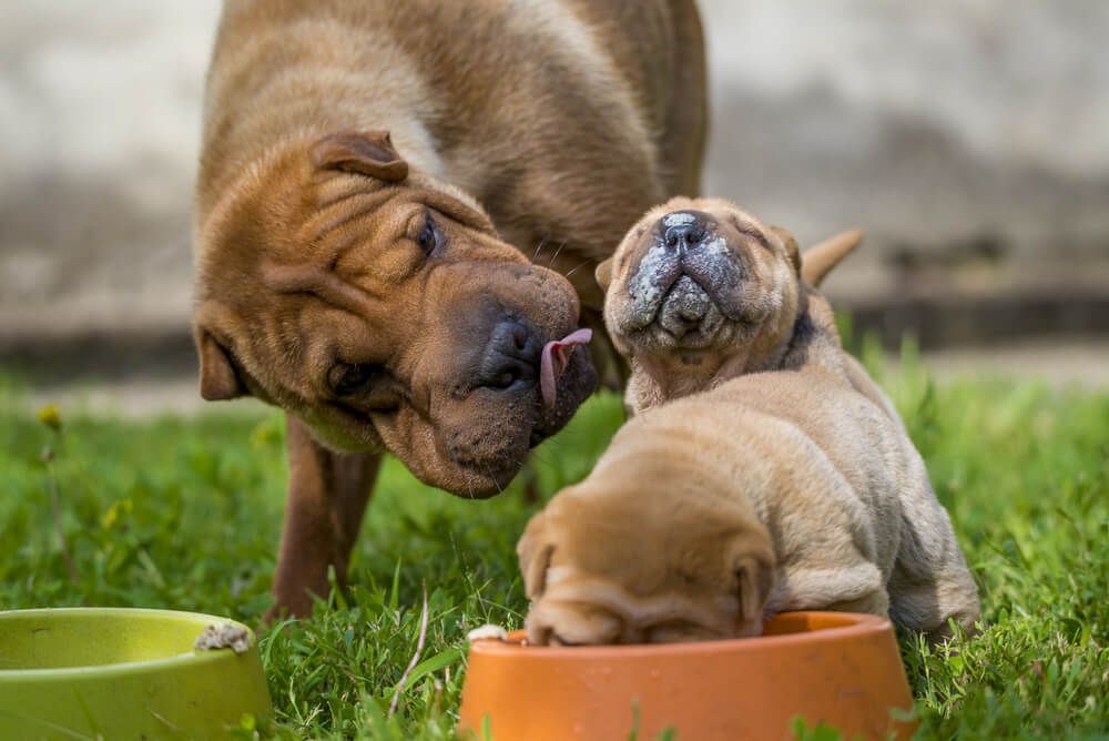 mother-shar-pei-with-her-two-small-puppies
