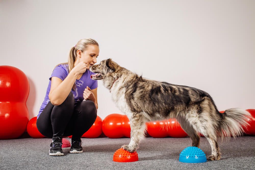 professional-trainer-rewards-young-dog-for-obedience-and-agility-training