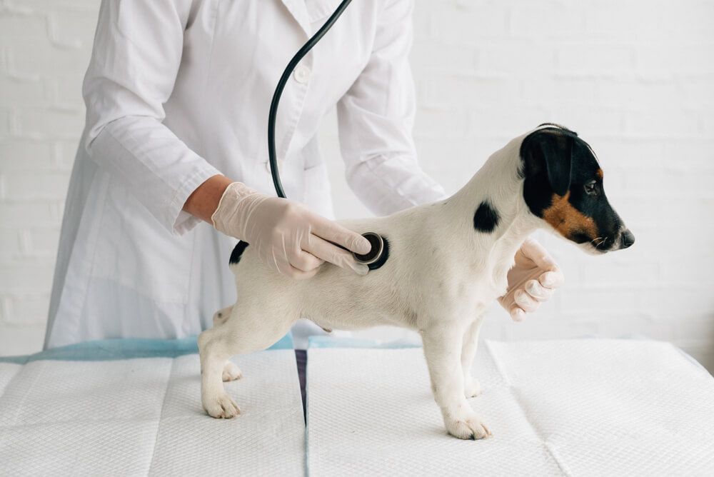 puppy-gets-a-wellness-check-at-the-vet