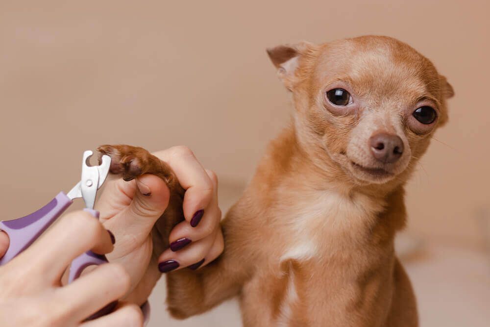 small-chihuahua-gets-his-nails-trimmed-at-home