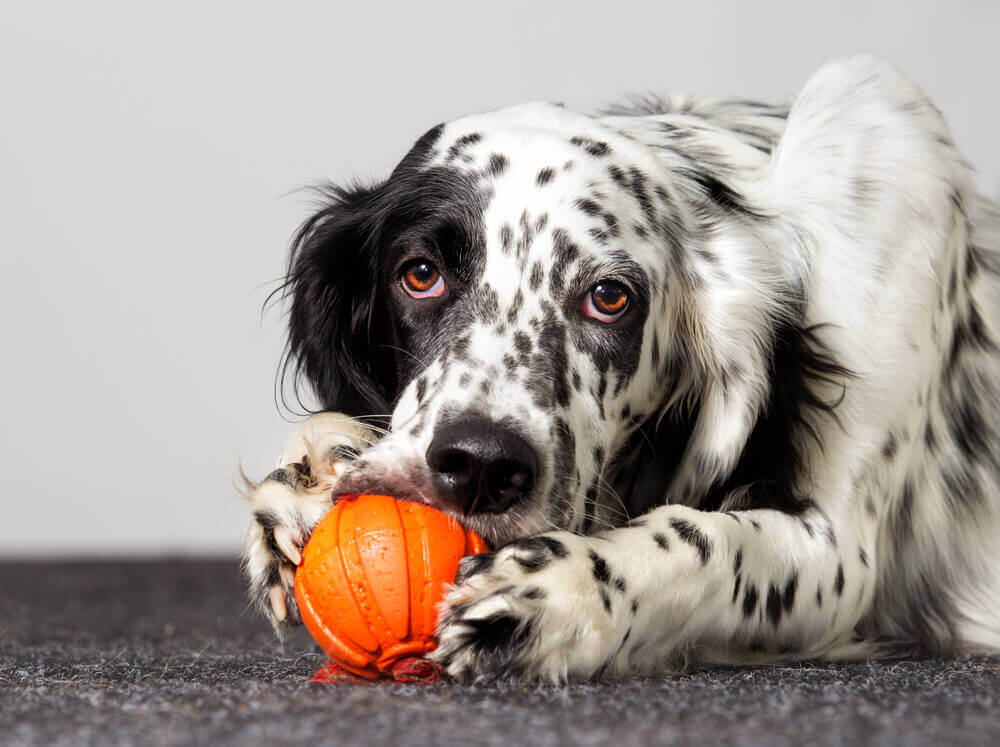 sweet-dog-chews-on-orange-rubber-toy-ball