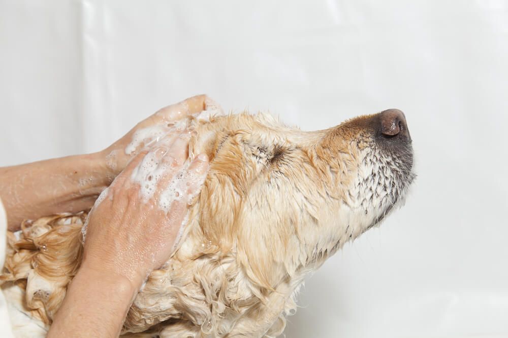 yellow-lab-gets-a-a-bath-and-gentle-scalp-massage-at-home