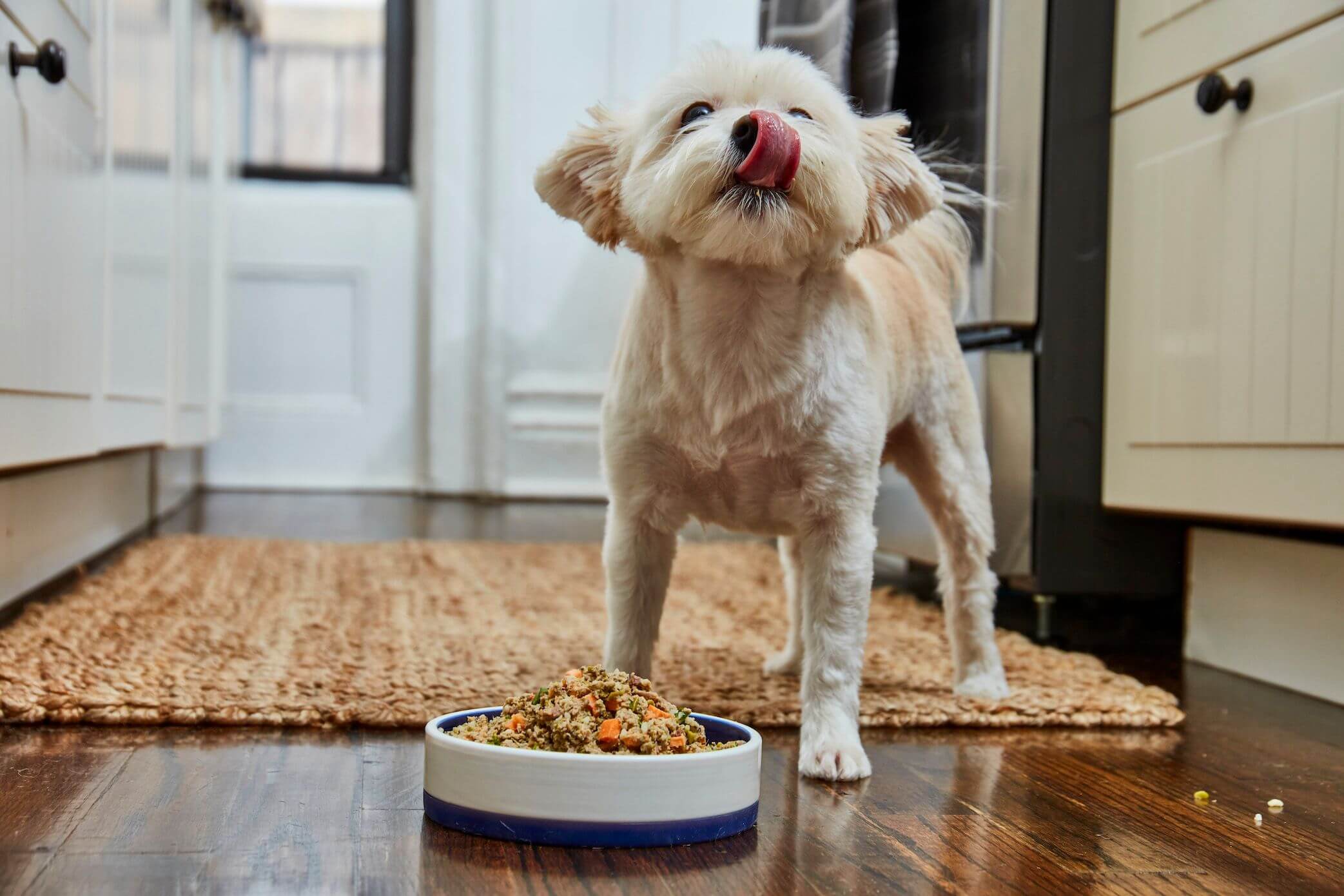 young-puppy-eats-a-well-balanced-diet-from-Ollie-s-clean-healthy-dog-food