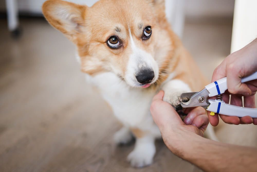 corgi-dog-makes-funny-face-while-getting-front-toenails-trimmed