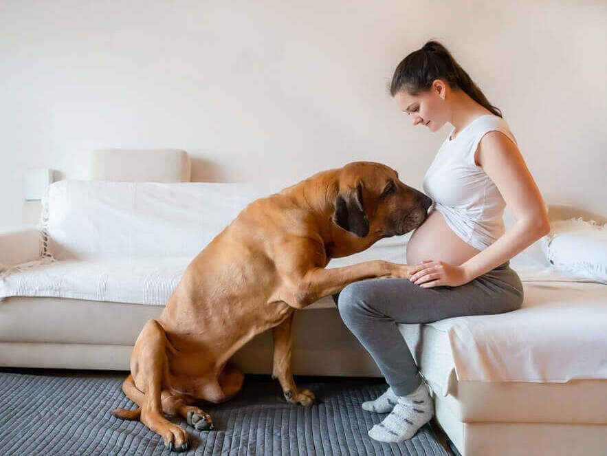dog-kisses-pregnant-woman-t-bare-belly