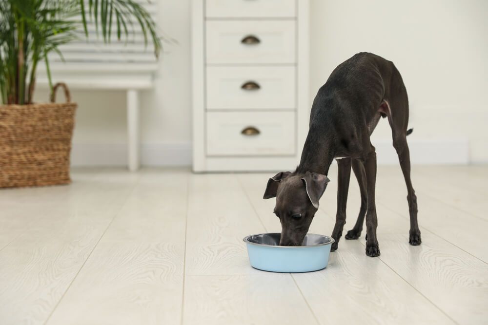 grey-dog-eats-from-a-big-blue-bowl-in-a-bright-white-living-space