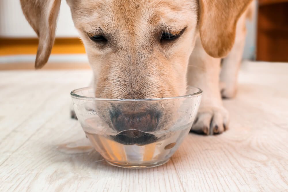 yellow-lab-dog-drinks-water-from-a-small-glass-bowl