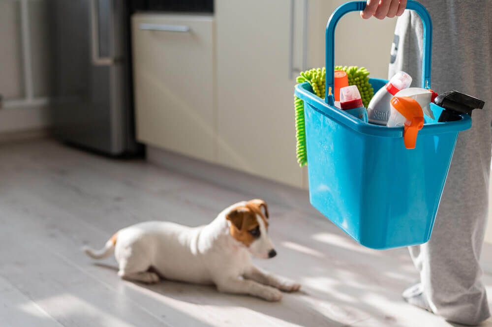 How to Keep Spring Cleaning Safe for Pets