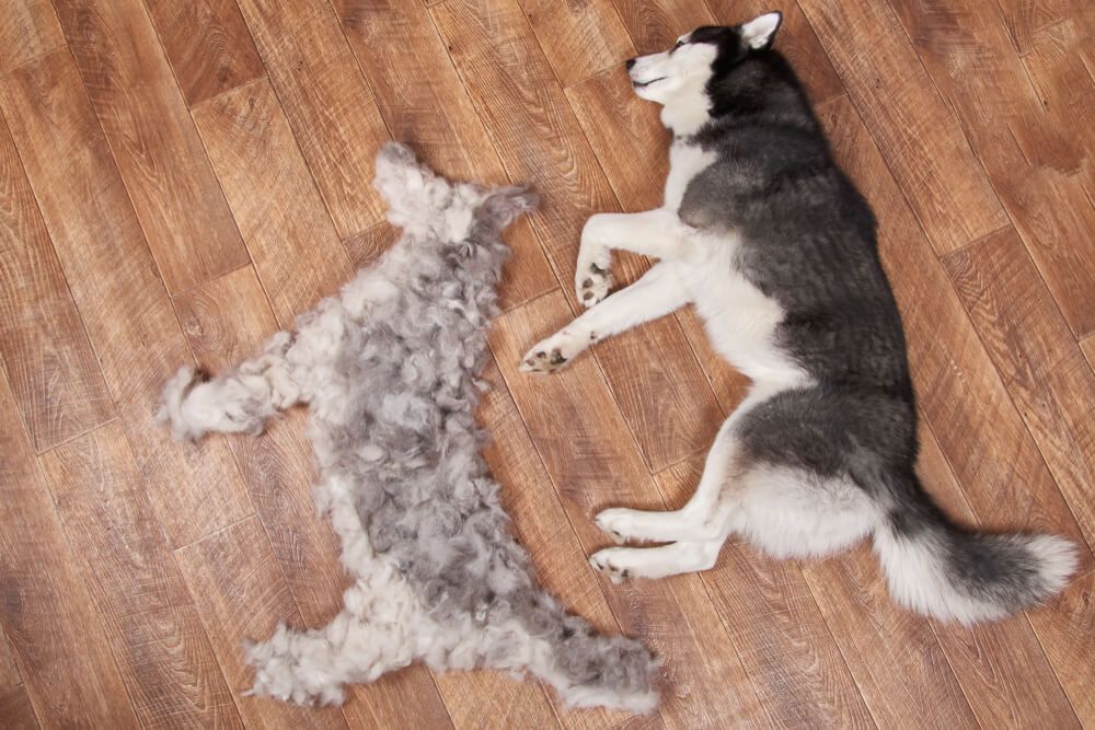 husky-dog-lays-next-to-pile-of-freshly-shedded-fur-shaped-into-dog