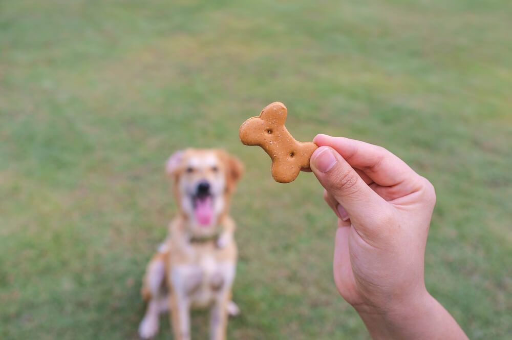 https://blog.myollie.com/wp-content/uploads/2021/03/man-holds-dog-treat-up-with-dog-begging-in-background.jpg