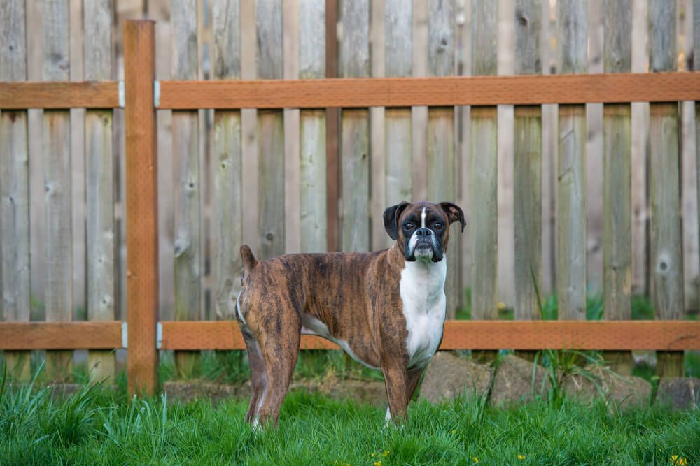 nubby-tailed-dog-in-a-fenced-in-backyard