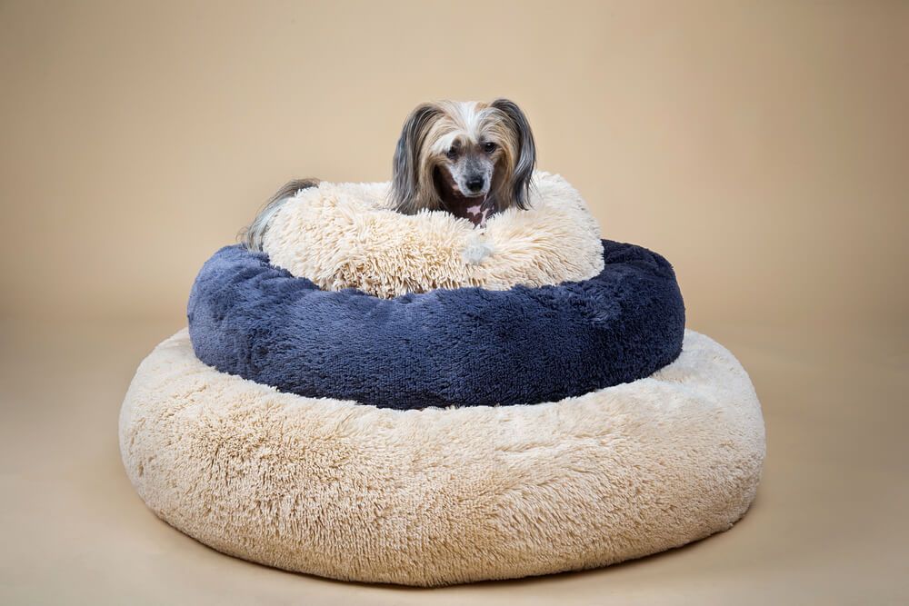 small-chinese-crested-dog-sits-perched-atop-new-dog-beds