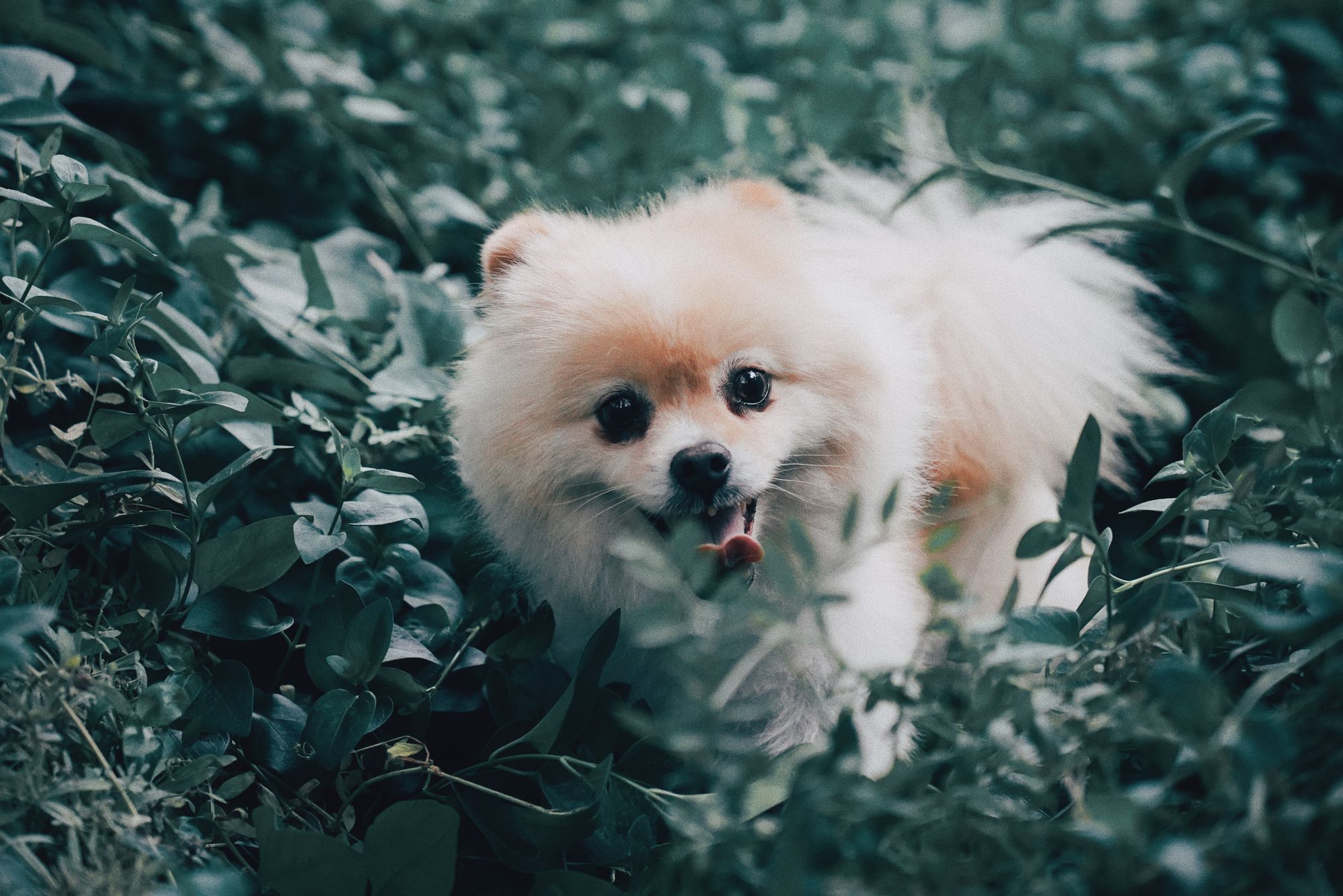 Poms 101: 8 Pros and Cons of Pomeranians - Ollie Blog