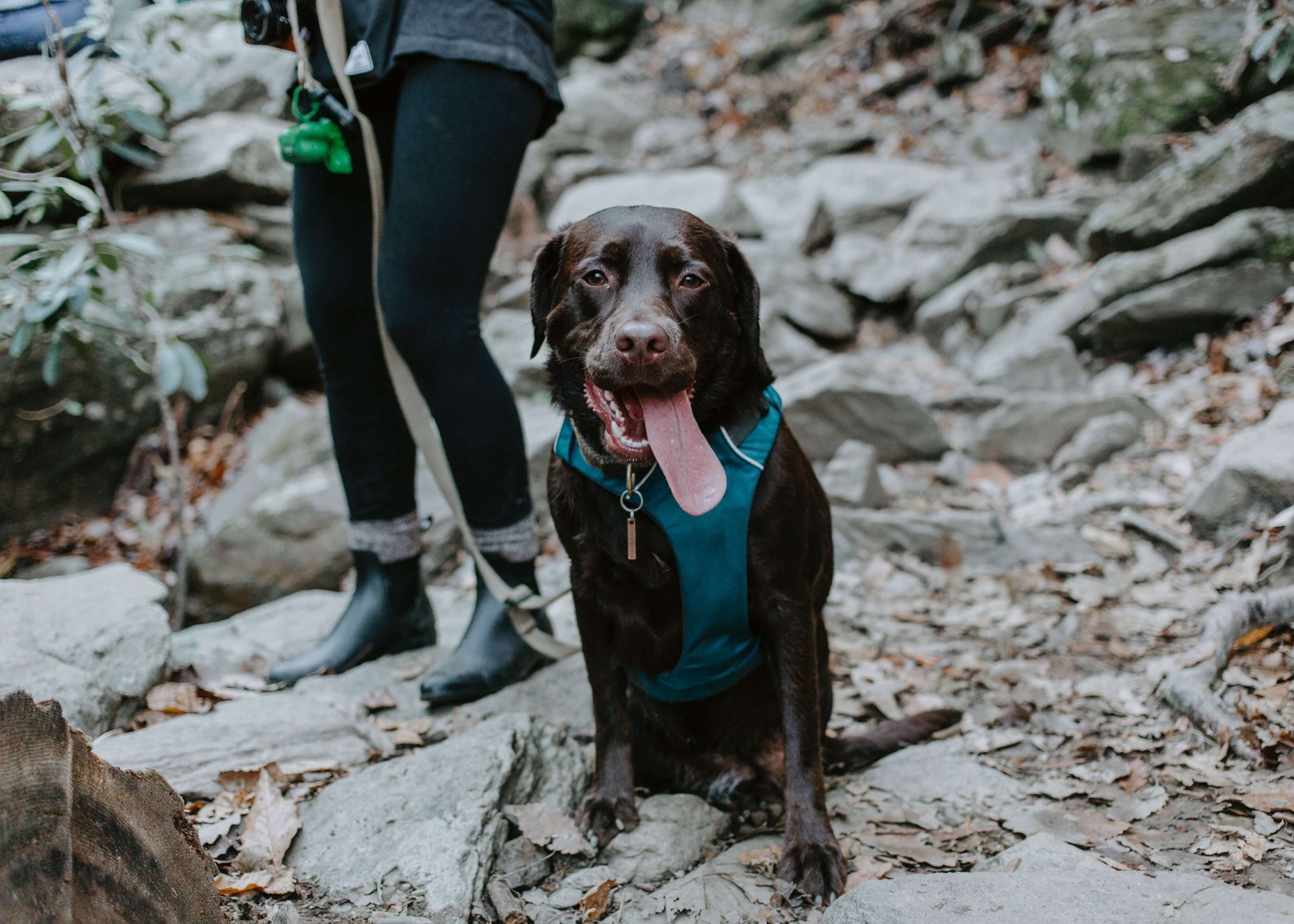 chocolate-labrador-retriever-sits-with-tongue-out-on-a-rocky-hiking-trail