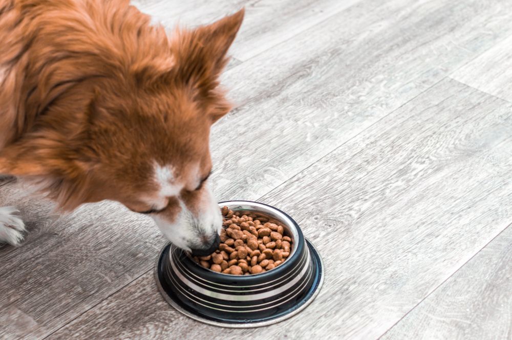 dog-eats-dry-kibble-from-striped-bowl-on-grey-floor