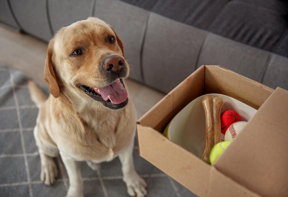 dog-receieves-handmedown-toy-donations