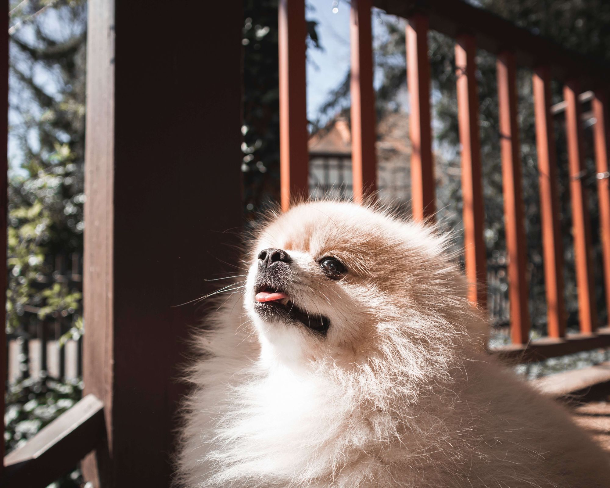 pomeranian-with-tongue-out-sits-on-a-balcony-1-