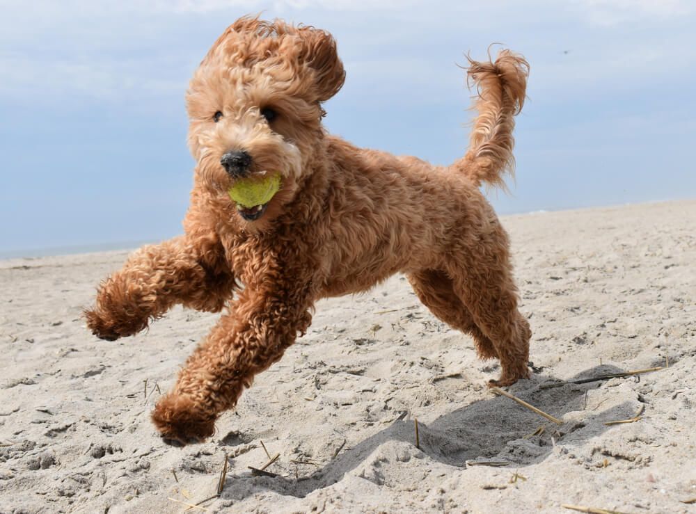 Goldendoodlewithballonthebeach