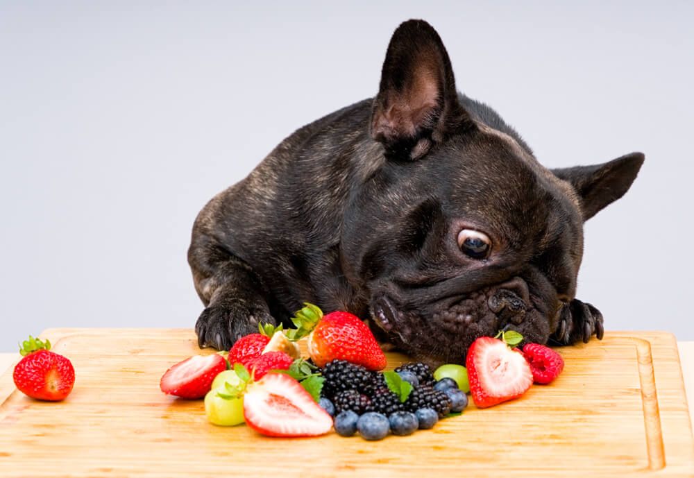 adorable-french-bulldog-snifs-a-pile-of-fresh-fruit-on-a-wooden-cutting-board