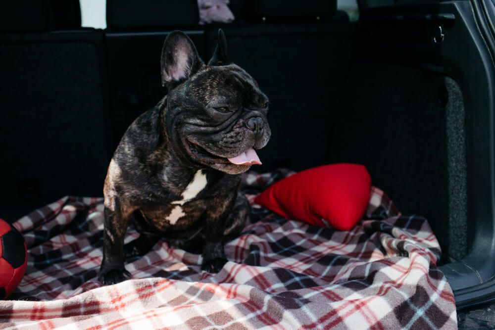 french-bulldog-gets-cozy-in-the-trunk-of-a-car-on-a-long-road-trip